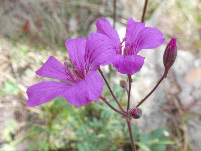 Pelargonium rodneyanum