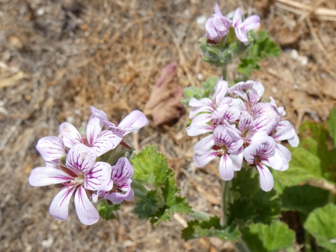 Pelargonium australe