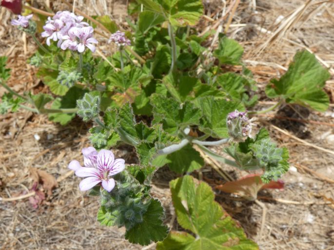 Pelargonium australe