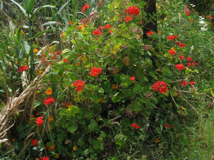 Pelargonium inquinans