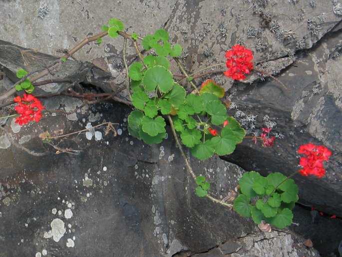 Pelargonium inquinans