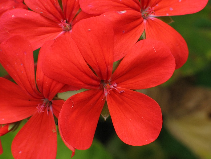 Pelargonium inquinans