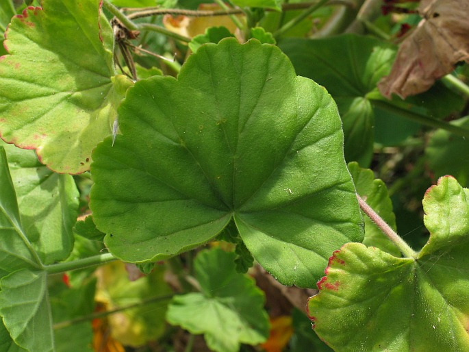 Pelargonium inquinans