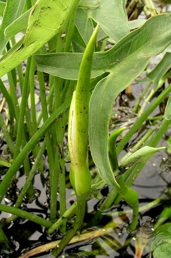 Peltandra virginica