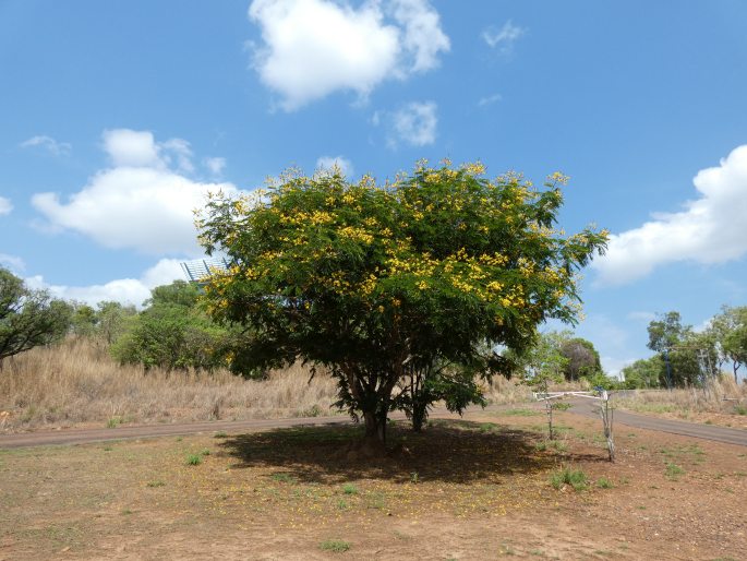 Peltophorum pterocarpum