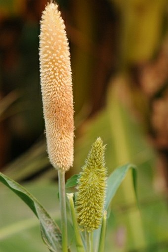 Pennisetum glaucum