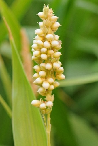 Pennisetum glaucum