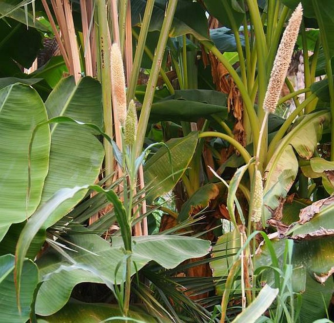 PENNISETUM GLAUCUM (L.) R. Br. – dochan