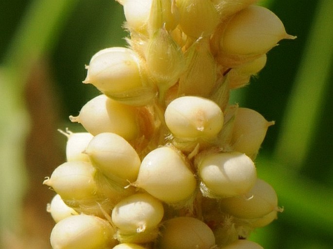 Pennisetum glaucum