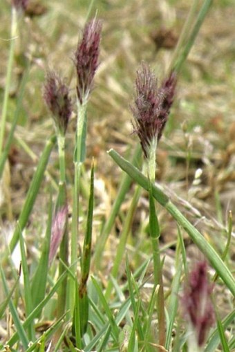 Pennisetum humile