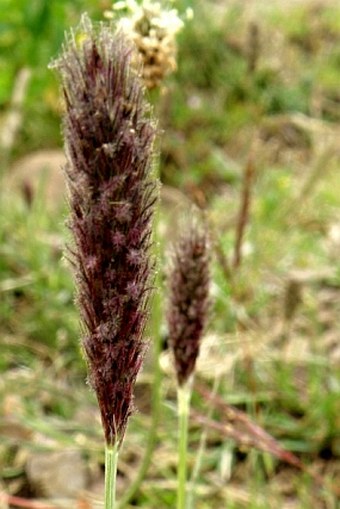 Pennisetum humile