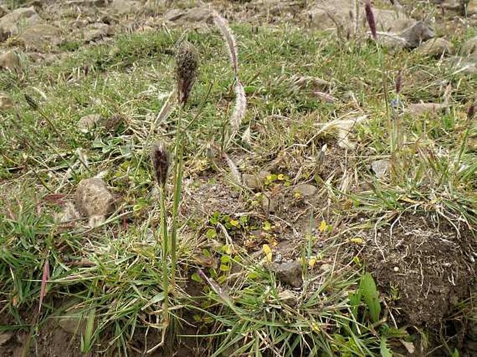 Pennisetum humile