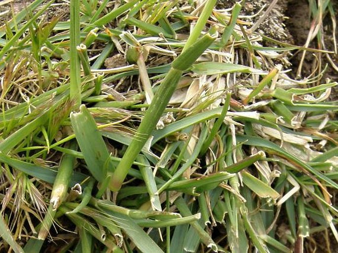 Pennisetum humile