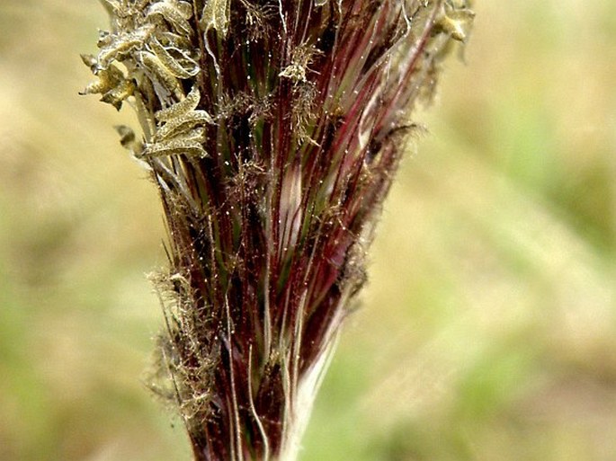 Pennisetum humile