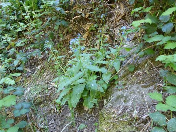 Pentaglottis sempervirens