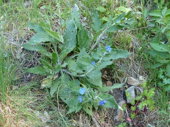 Pentaglottis sempervirens