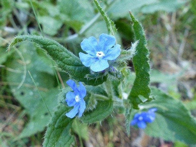 Pentaglottis sempervirens