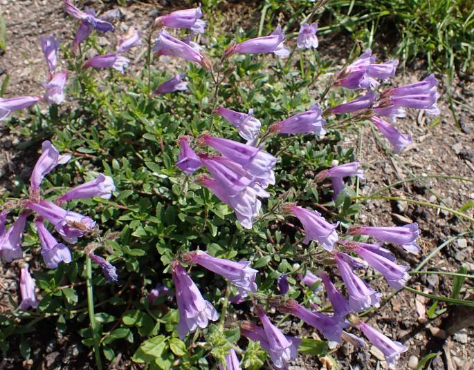 Penstemon davidsonii