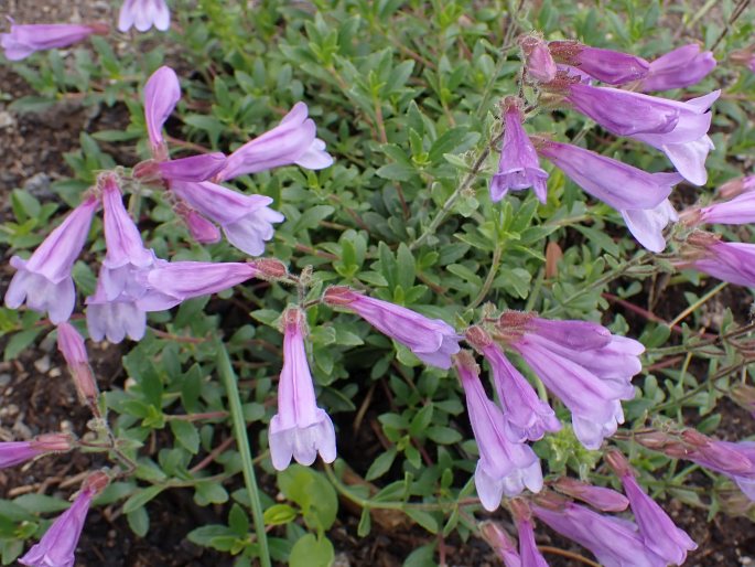 Penstemon davidsonii