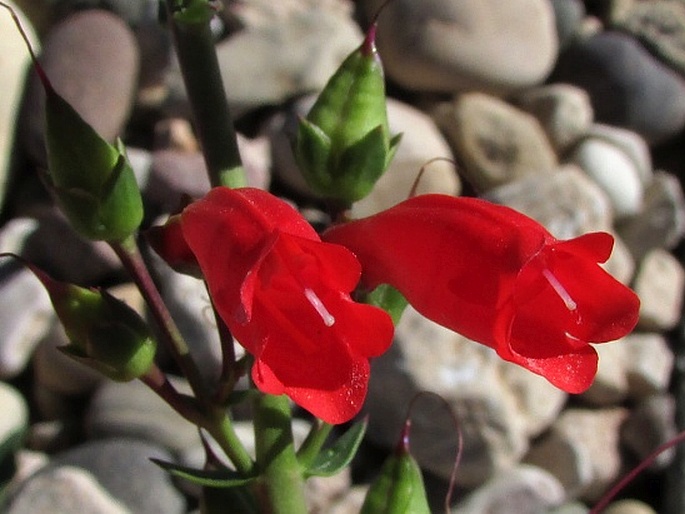 PENSTEMON EATONII A. Gray – dračík