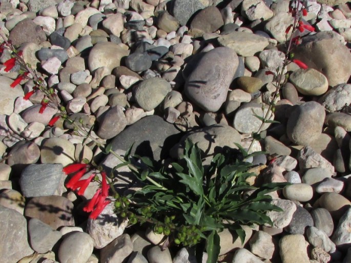 Penstemon eatonii