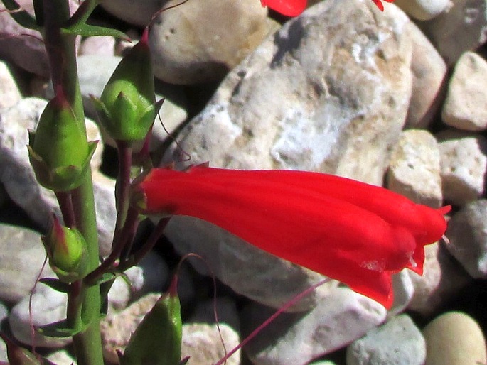 Penstemon eatonii