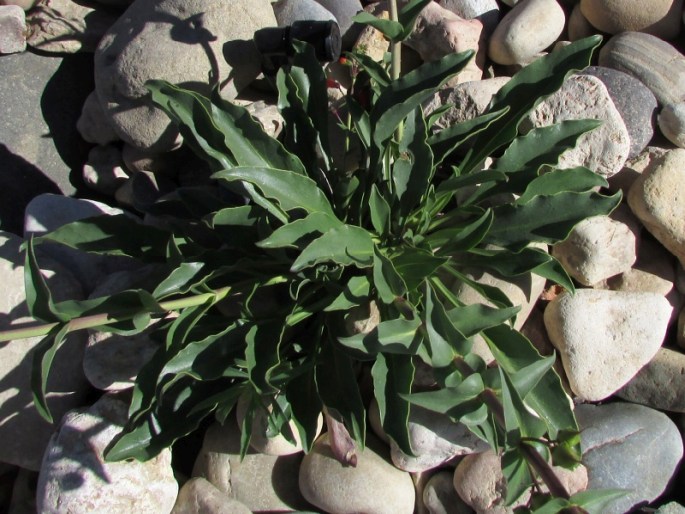 Penstemon eatonii