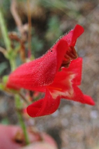 Penstemon rostriflorus