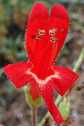 Penstemon rostriflorus