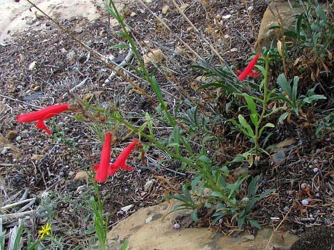 Penstemon rostriflorus