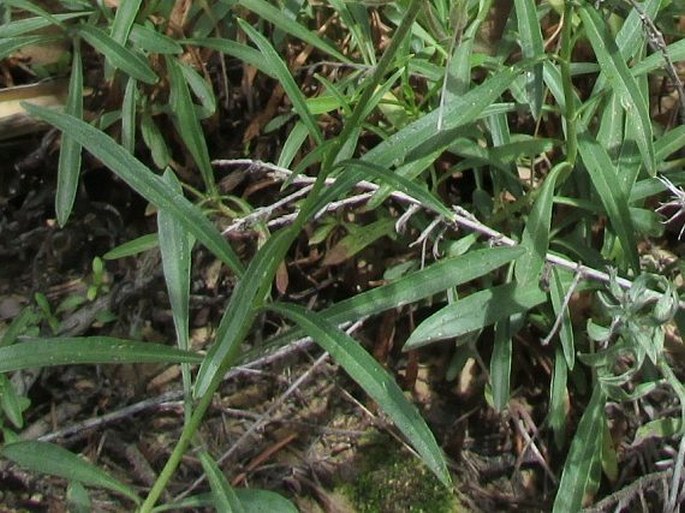 Penstemon rostriflorus