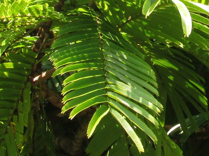 Pentaclethra macroloba