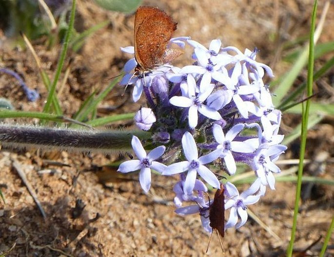 Pentanisia prunelloides