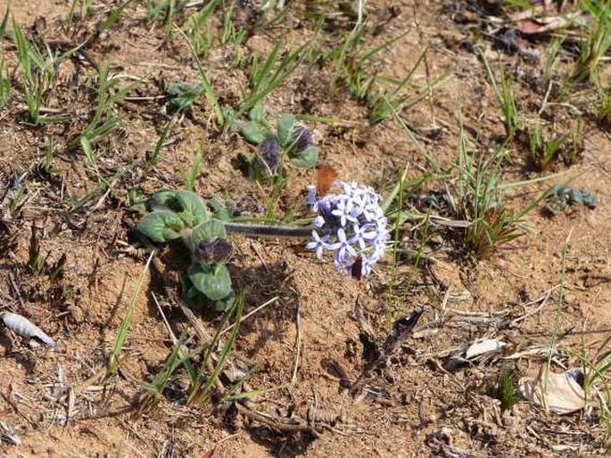 Pentanisia prunelloides