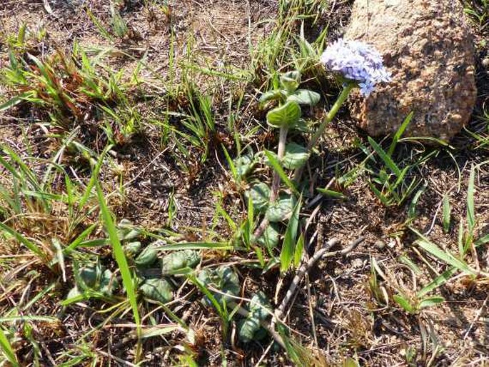 Pentanisia prunelloides