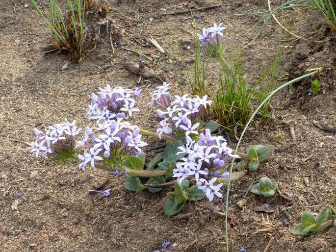 Pentanisia prunelloides