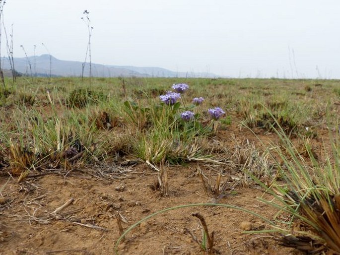 Pentanisia prunelloides