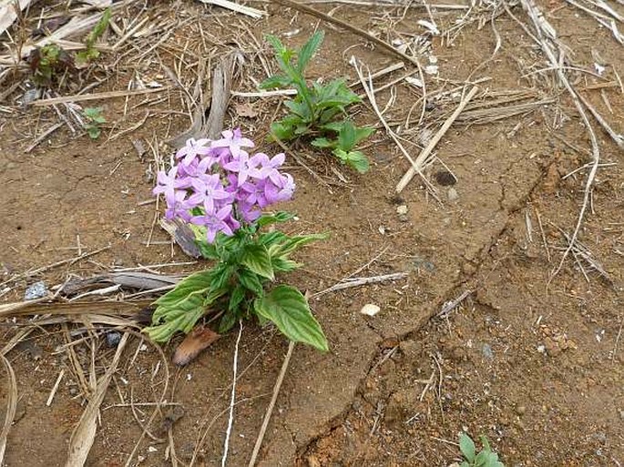 Pentas lanceolata subsp. cymosa