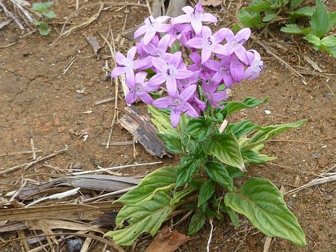 Pentas lanceolata subsp. cymosa