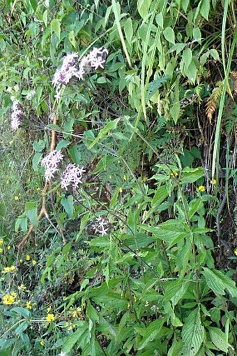 Pentas lanceolata subsp. quartiniana