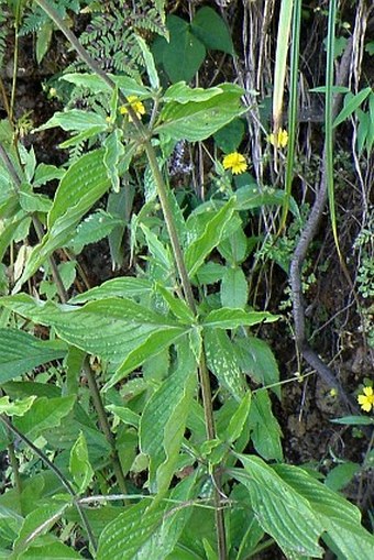 Pentas lanceolata subsp. quartiniana