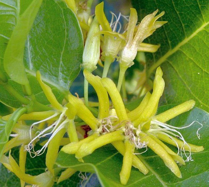Pentopetia androsaemifolia