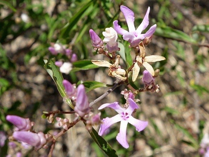 Pentopetia grevei