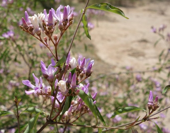 PENTOPETIA GREVEI (Baill.) Vent.