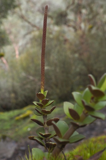 Peperomia hartwegiana