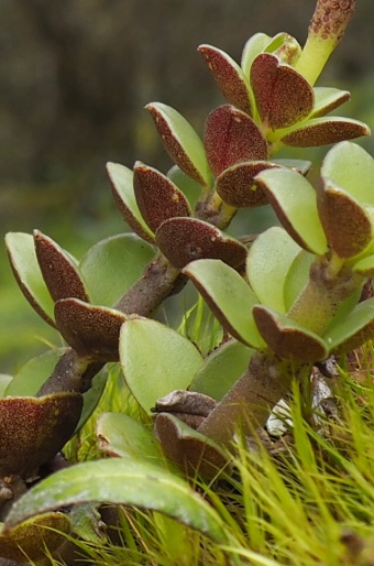 Peperomia hartwegiana