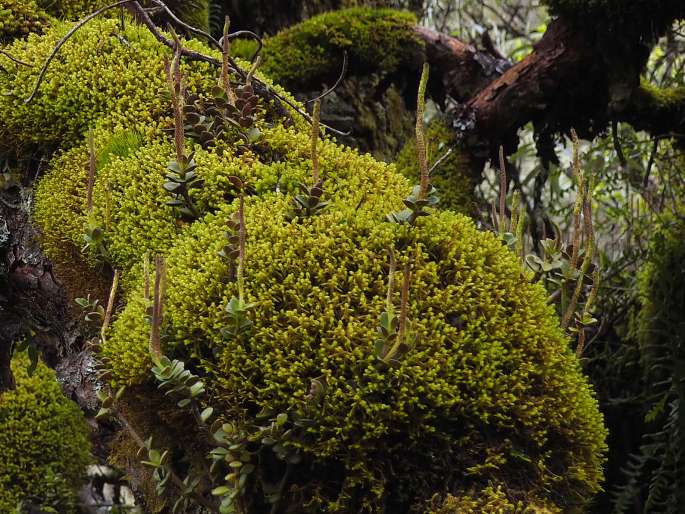 Peperomia hartwegiana