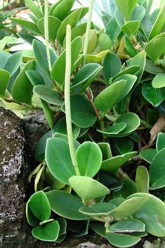 Peperomia magnoliifolia