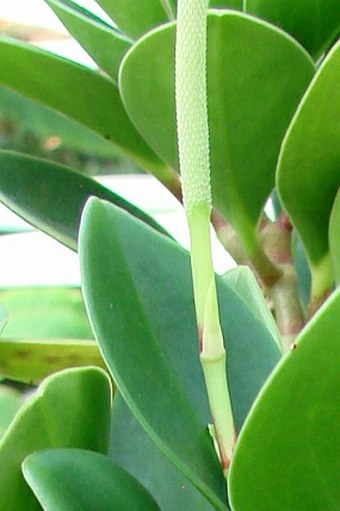 Peperomia magnoliifolia