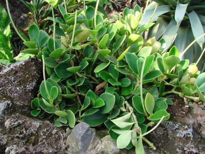 Peperomia magnoliifolia